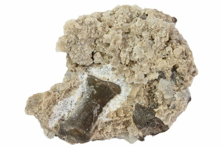 Permian Reptile Limb Bone In Rock - Oklahoma #79502